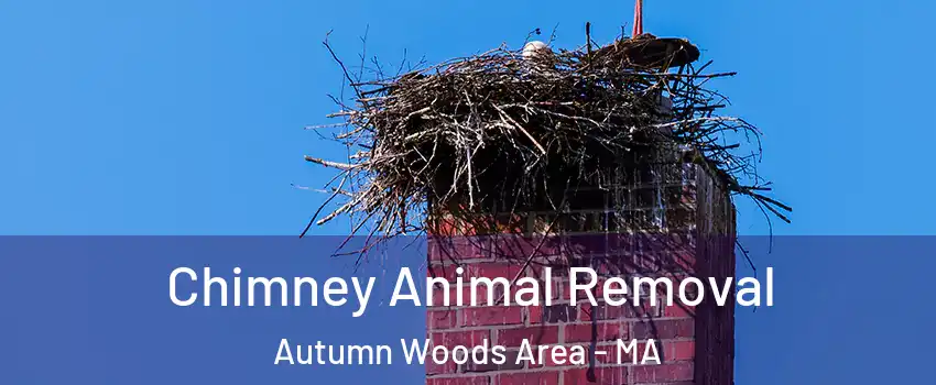 Chimney Animal Removal Autumn Woods Area - MA