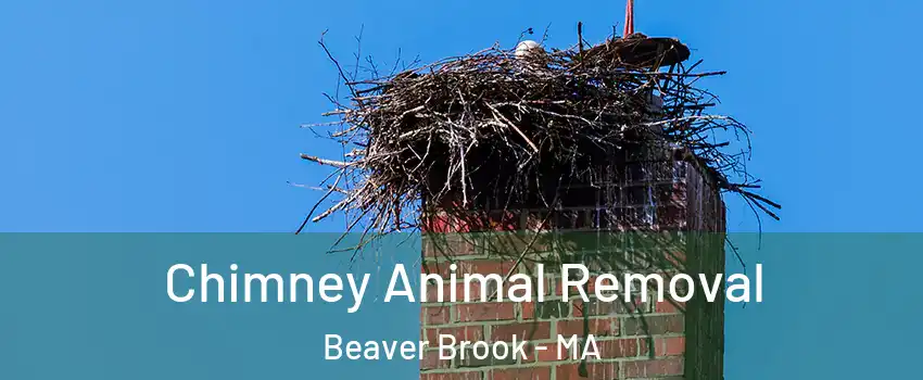 Chimney Animal Removal Beaver Brook - MA