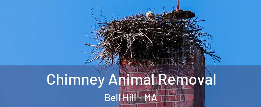 Chimney Animal Removal Bell Hill - MA