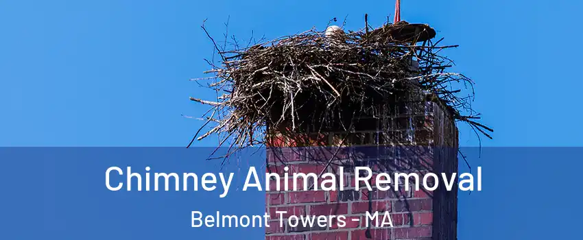 Chimney Animal Removal Belmont Towers - MA