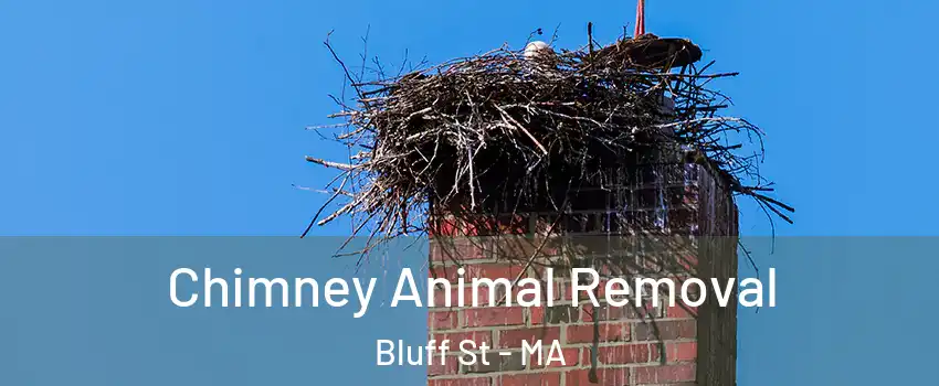 Chimney Animal Removal Bluff St - MA