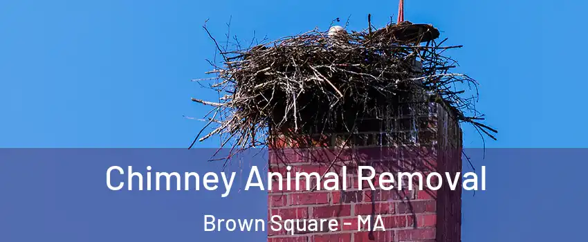 Chimney Animal Removal Brown Square - MA