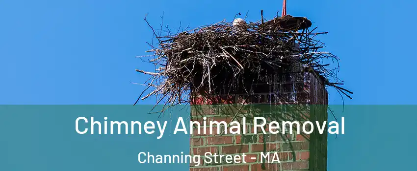 Chimney Animal Removal Channing Street - MA