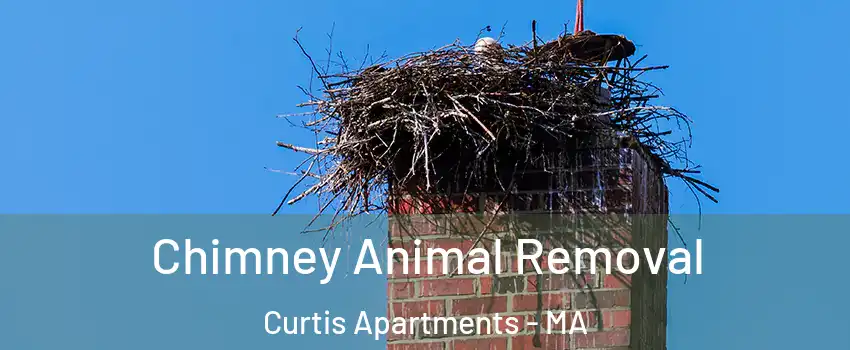 Chimney Animal Removal Curtis Apartments - MA