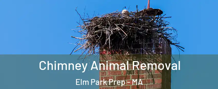 Chimney Animal Removal Elm Park Prep - MA