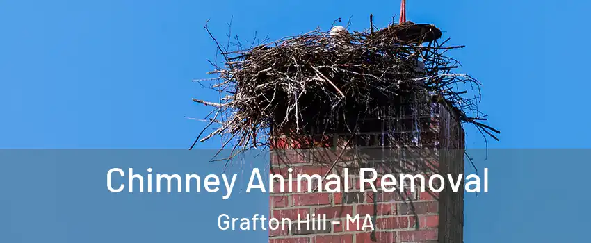 Chimney Animal Removal Grafton Hill - MA