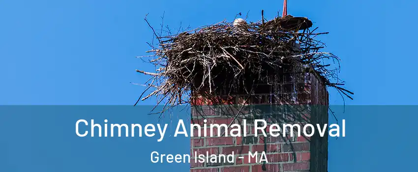 Chimney Animal Removal Green Island - MA