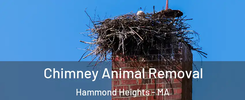 Chimney Animal Removal Hammond Heights - MA