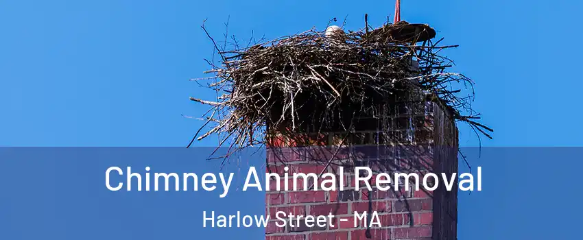 Chimney Animal Removal Harlow Street - MA