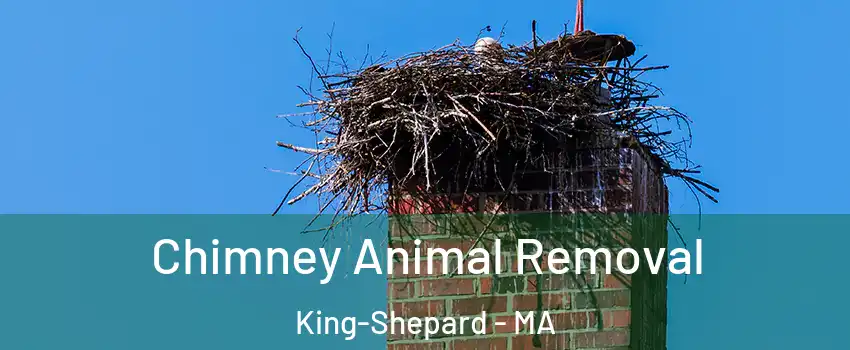 Chimney Animal Removal King-Shepard - MA