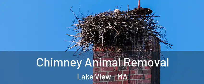 Chimney Animal Removal Lake View - MA