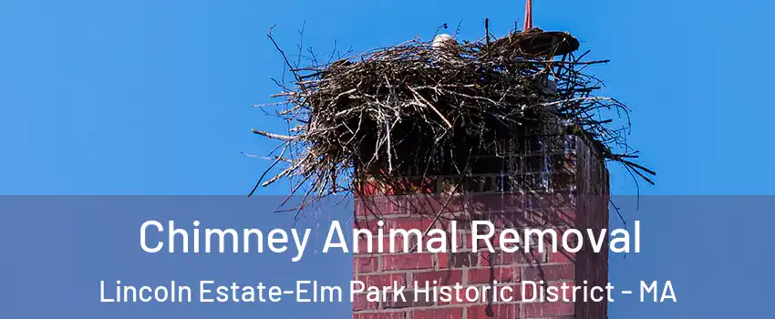 Chimney Animal Removal Lincoln Estate-Elm Park Historic District - MA