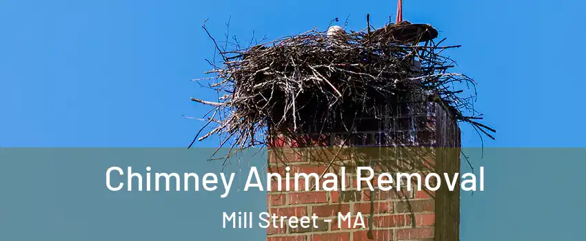 Chimney Animal Removal Mill Street - MA