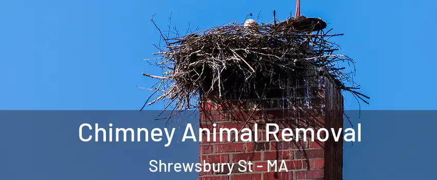 Chimney Animal Removal Shrewsbury St - MA