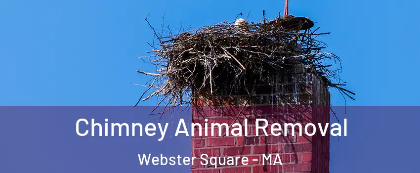 Chimney Animal Removal Webster Square - MA