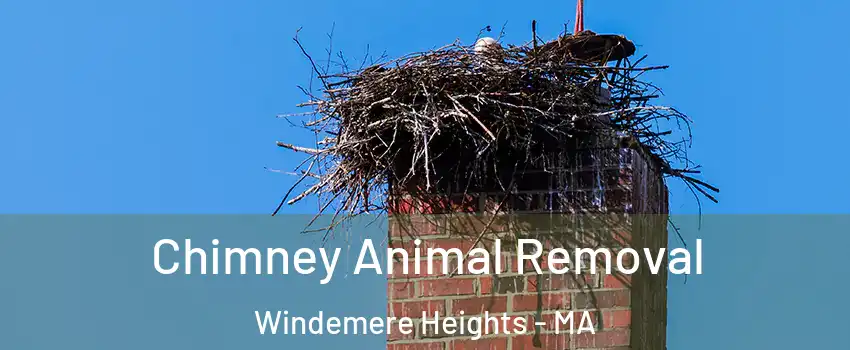 Chimney Animal Removal Windemere Heights - MA