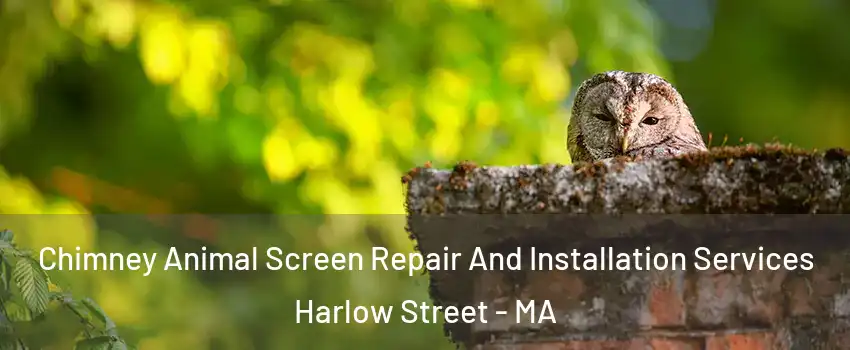 Chimney Animal Screen Repair And Installation Services Harlow Street - MA