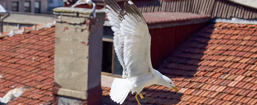 Residential Chimney Animal Removal Solution in Green Island, MA